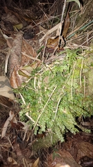 Cyathophorum bulbosum