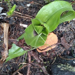 Colchicum eucomoides