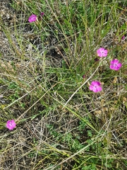 Dianthus scaber