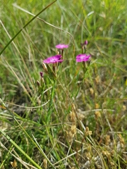 Dianthus scaber