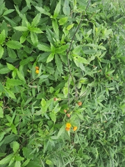 Gynura divaricata