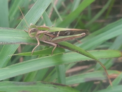 Gastrimargus marmoratus