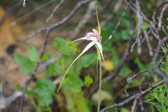 Caladenia longicauda borealis