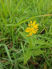Lysimachia vulgaris