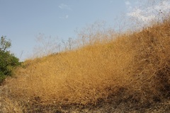 Gypsophila arrostii