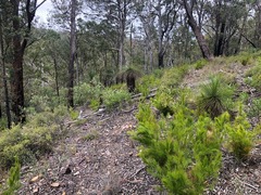 Caustis blakei macrantha