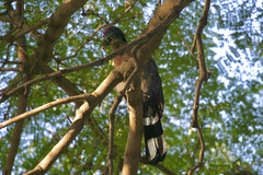 Tauraco porphyreolophus porphyreolophus