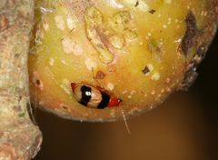 Monolepta melanogaster