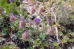 Astragalus laguroides
