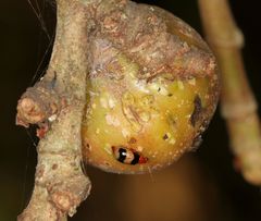 Monolepta melanogaster