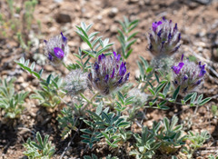 Astragalus laguroides