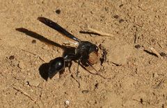 Delta bonellii