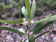 Hakea benthamii