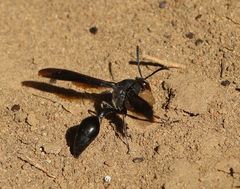 Delta bonellii