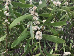 Hakea benthamii