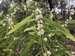 Hakea benthamii
