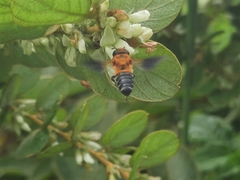 Megachile umbripennis