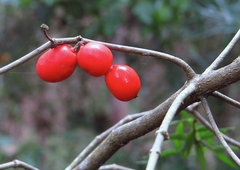 Alyxia ruscifolia