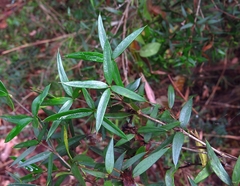 Alyxia ruscifolia