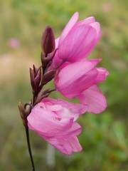 Ixia micrandra