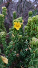 Oxalis confertissima