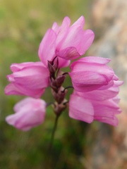 Ixia micrandra