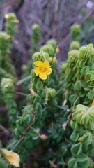 Oxalis confertissima