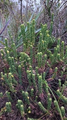 Oxalis confertissima