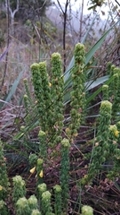 Oxalis confertissima