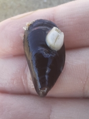 Amphibalanus improvisus