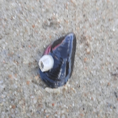 Amphibalanus improvisus