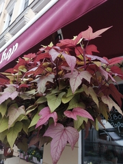 Parthenocissus tricuspidata
