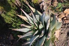 Aloe glauca