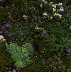 Saxifraga hostii