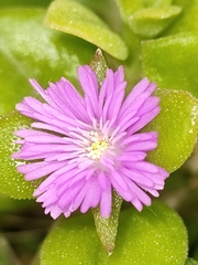Mesembryanthemum cordifolium