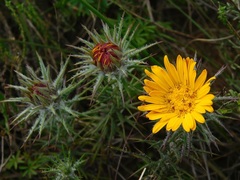 Oedera capensis