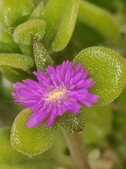 Mesembryanthemum cordifolium