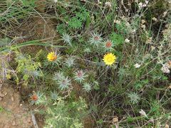 Oedera capensis