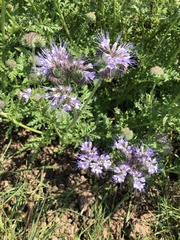 Phacelia tanacetifolia