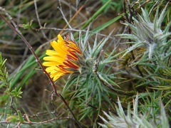 Oedera capensis