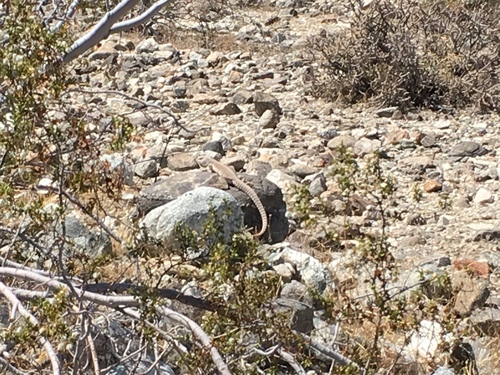 iNaturalist observation photo of Desert Iguana