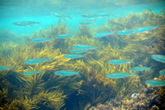 Atherinomorus vaigiensis