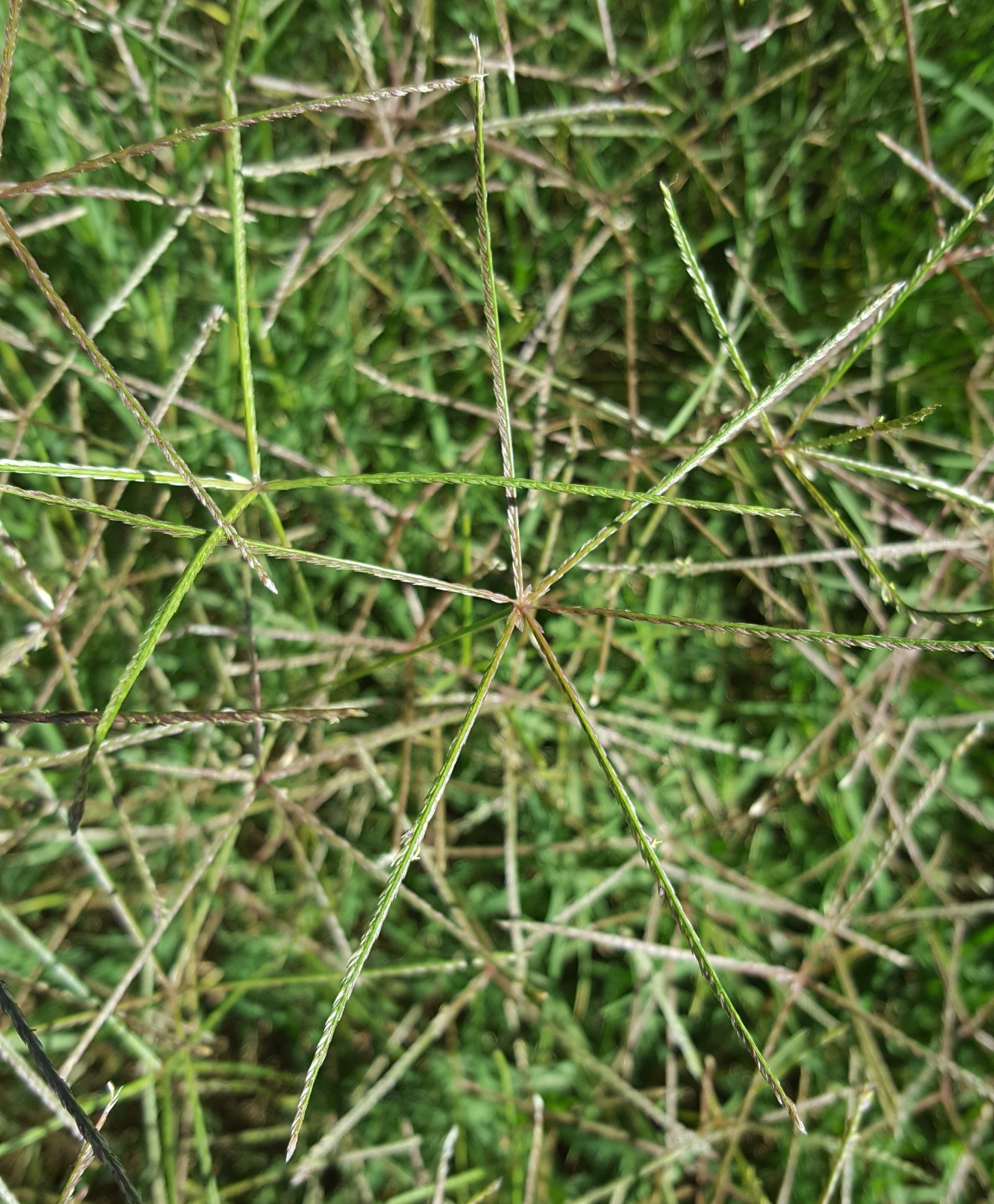 (c) François Rousseu, certains droits réservés (CC BY-NC) https://www.inaturalist.org/observations/90512021