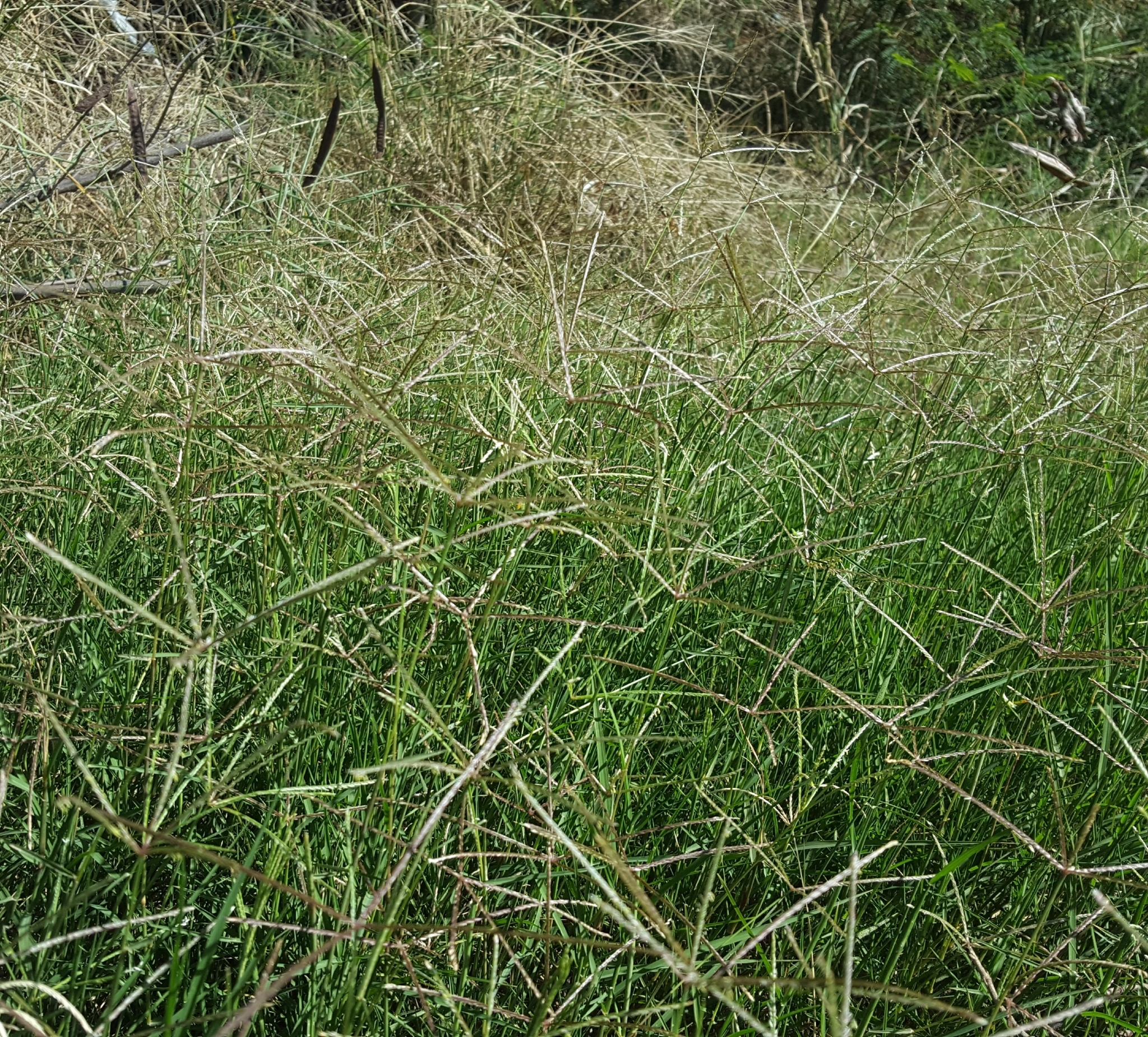 (c) François Rousseu, certains droits réservés (CC BY-NC) https://www.inaturalist.org/observations/90512021