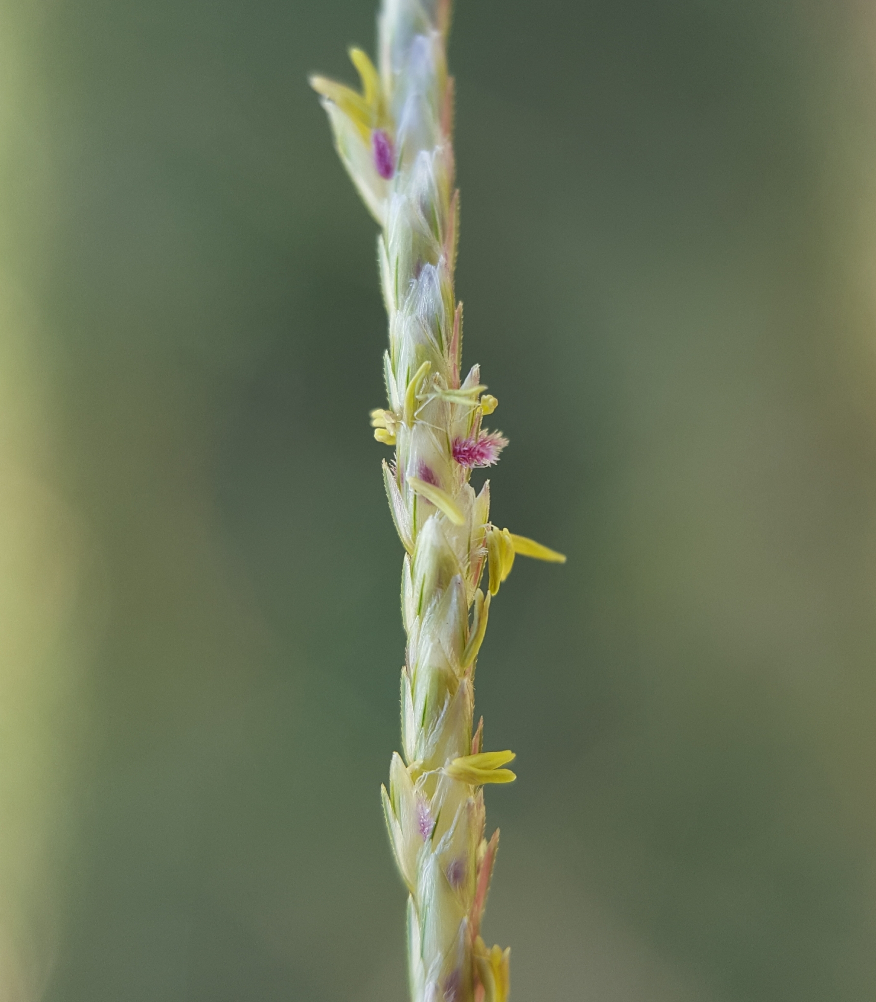 (c) François Rousseu, certains droits réservés (CC BY-NC) https://www.inaturalist.org/observations/90512021