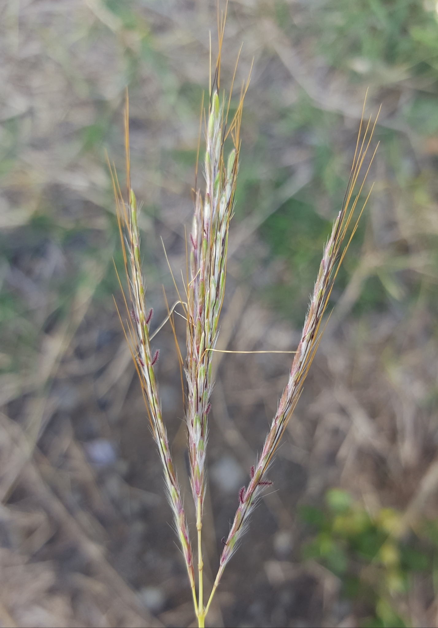 (c) François Rousseu, certains droits réservés (CC BY-NC) https://www.inaturalist.org/observations/90512078