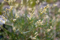 Persicaria angustifolia