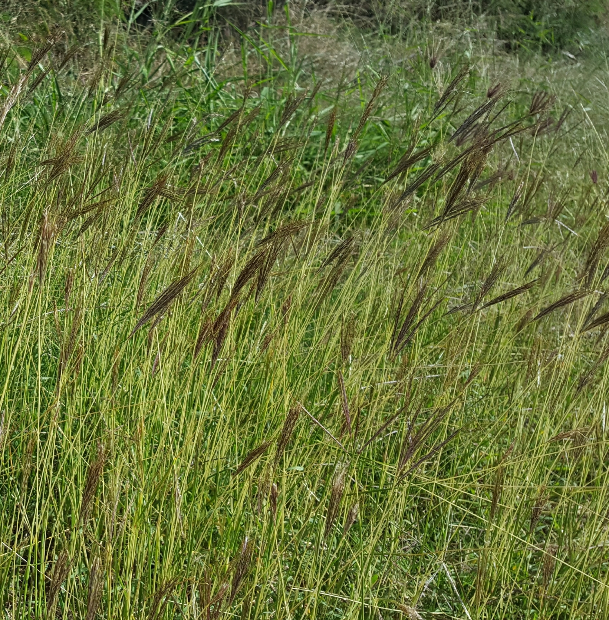 (c) François Rousseu, certains droits réservés (CC BY-NC) https://www.inaturalist.org/observations/90512078