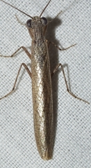 Perlamantis alliberti