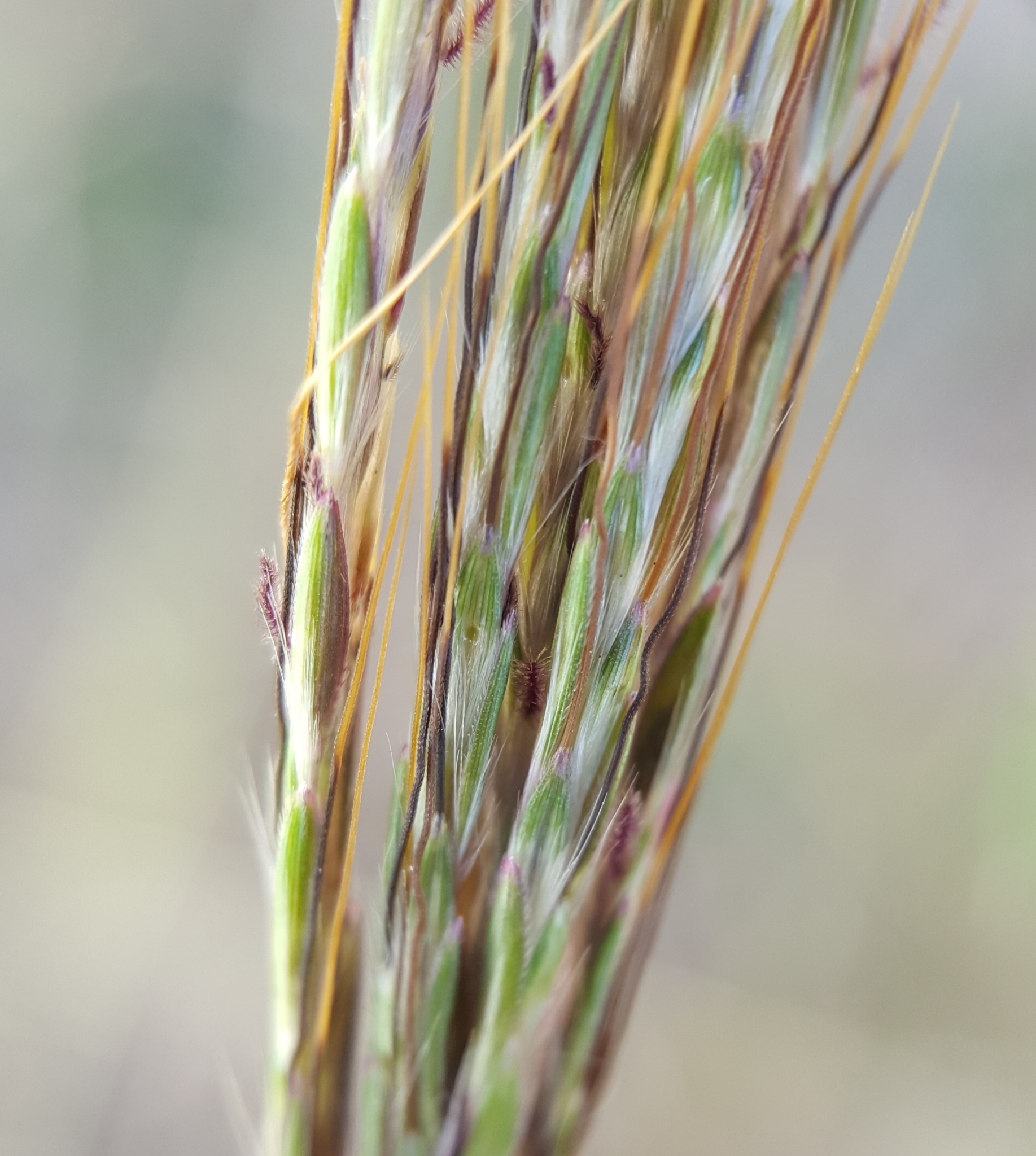 (c) François Rousseu, certains droits réservés (CC BY-NC) https://www.inaturalist.org/observations/90512078
